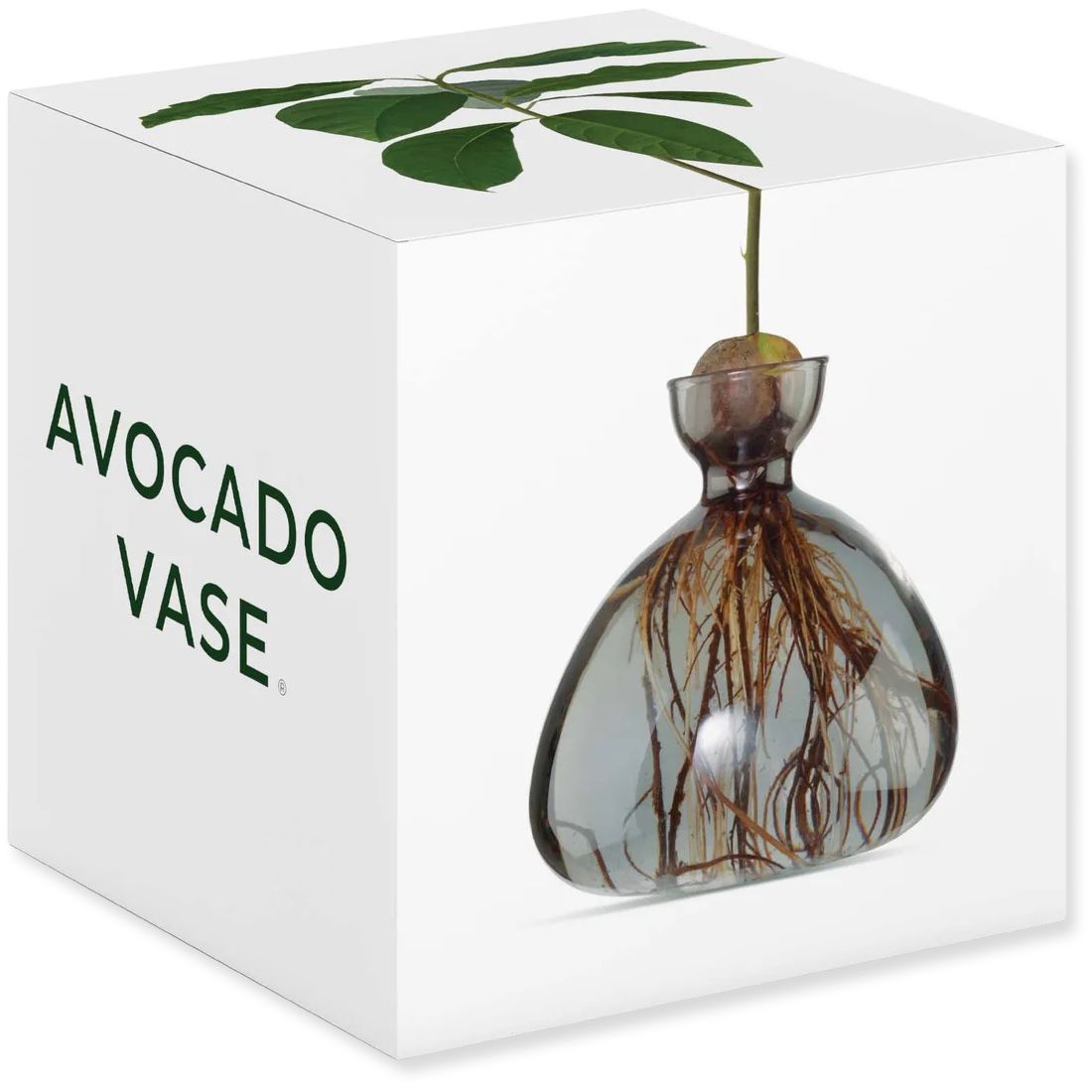 Avocado vase with roots and leaves on a white background