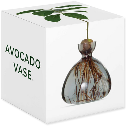 Avocado vase with roots and leaves on a white background
