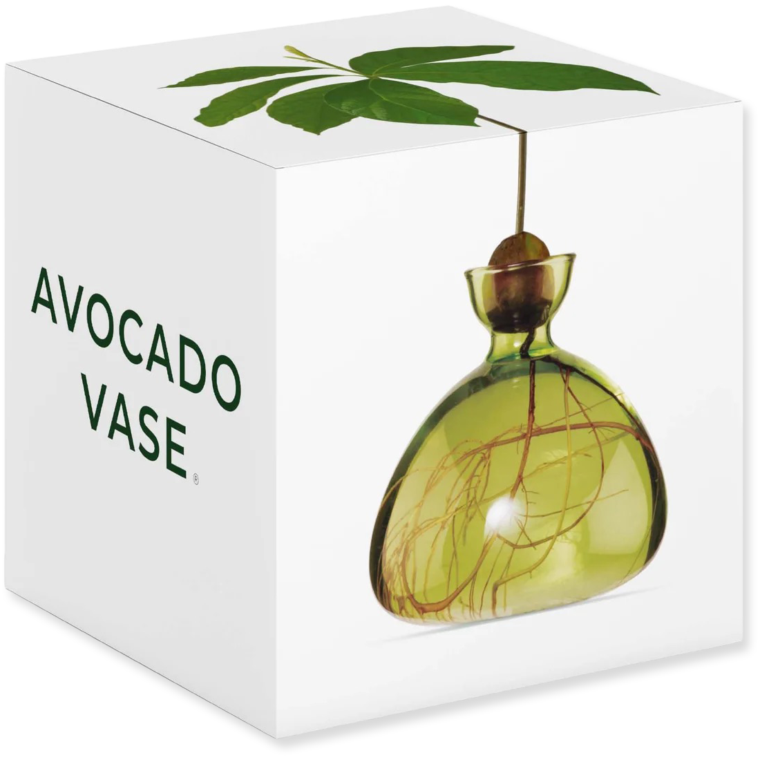 Avocado-shaped vase with leaf design on a white box labeled 'Avocado Vase'.