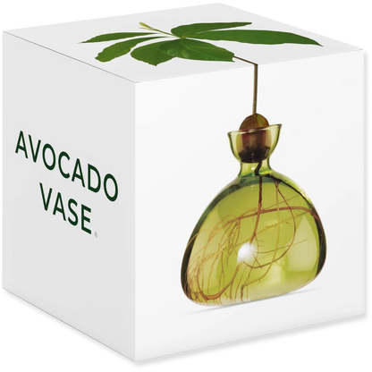 Avocado-shaped vase with leaf design on a white box labeled 'Avocado Vase'.
