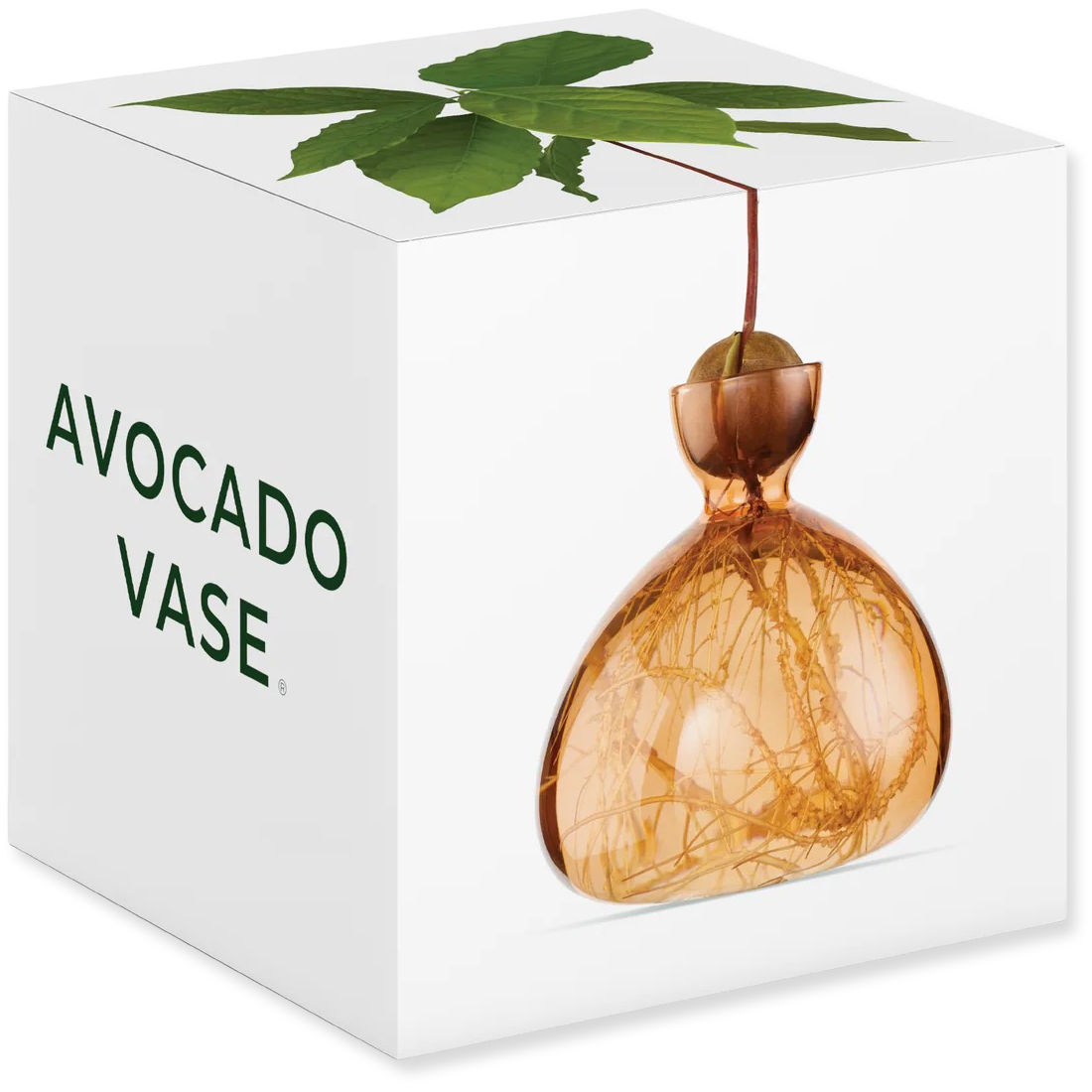 Avocado-shaped vase with green leaves on a white box labeled 'Avocado Vase'.