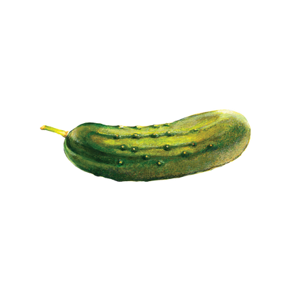 Green pickle on a white background