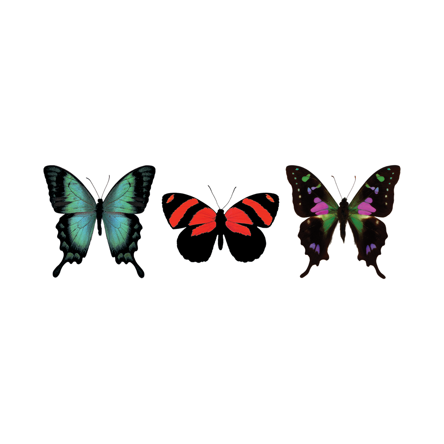 Three colorful butterflies on a white background