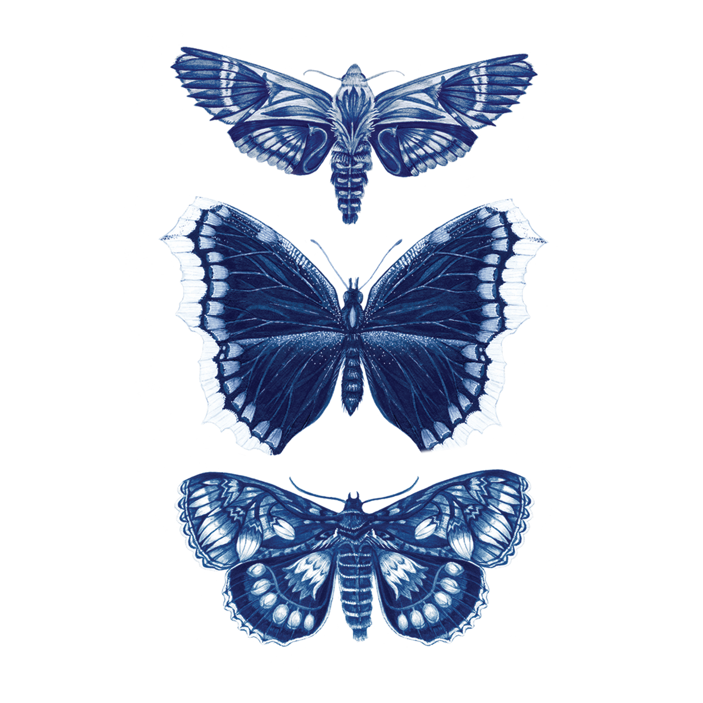 Three blue moths on a white background