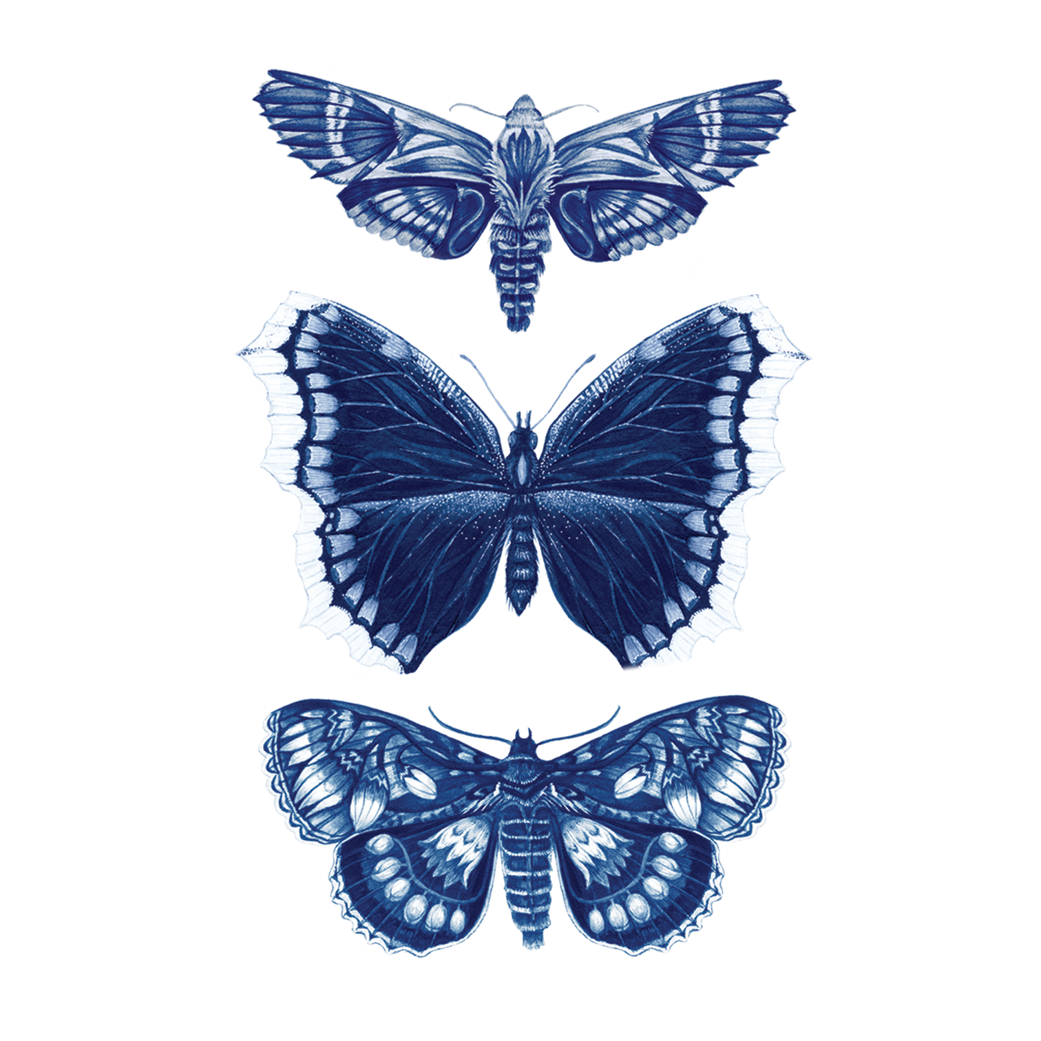 Three blue moths on a white background