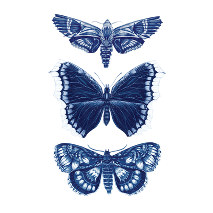 Three blue moths on a white background