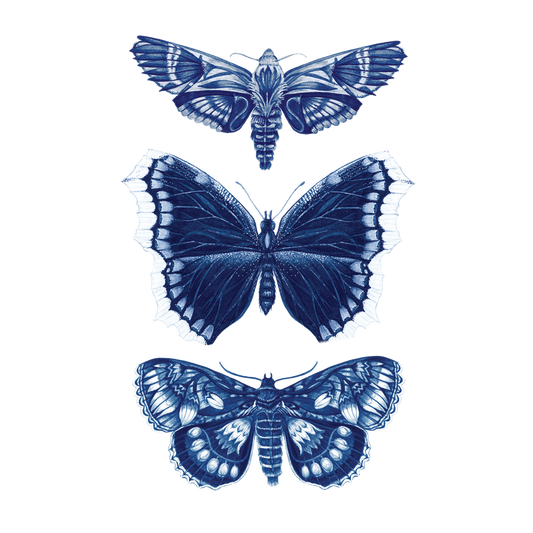 Three blue moths on a white background