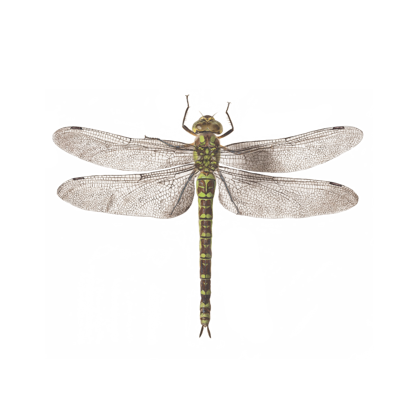 Dragonfly Temporary Tattoos
