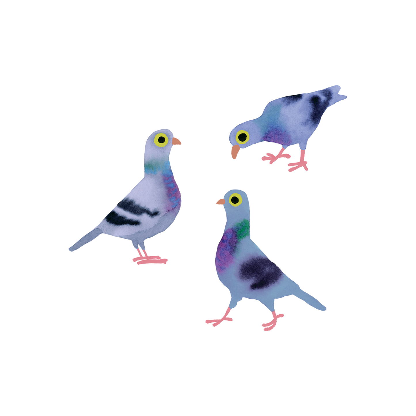 Three colorful pigeon illustrations on a white background