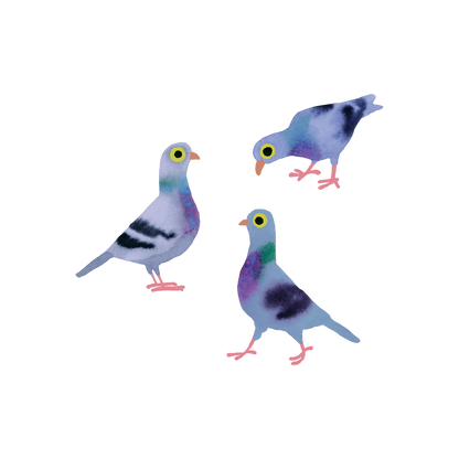 Three colorful pigeon illustrations on a white background