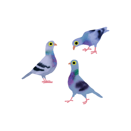 Three colorful pigeon illustrations on a white background