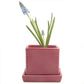 Cube & Saucer Ceramic Plant Pot  (Raspberry)